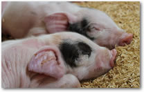 Rollover image of piglet then adult sow from the FMI agriculture project.